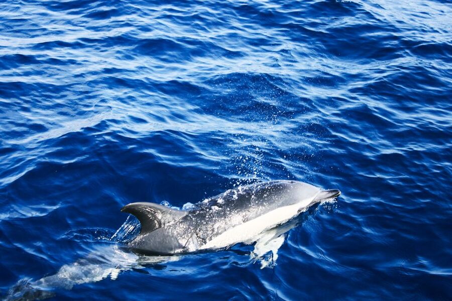 Puerto del Carmen: Dolphin-Watching Speedboat Tour with Swim - Should you book this dolphin-watching speedboat tour?