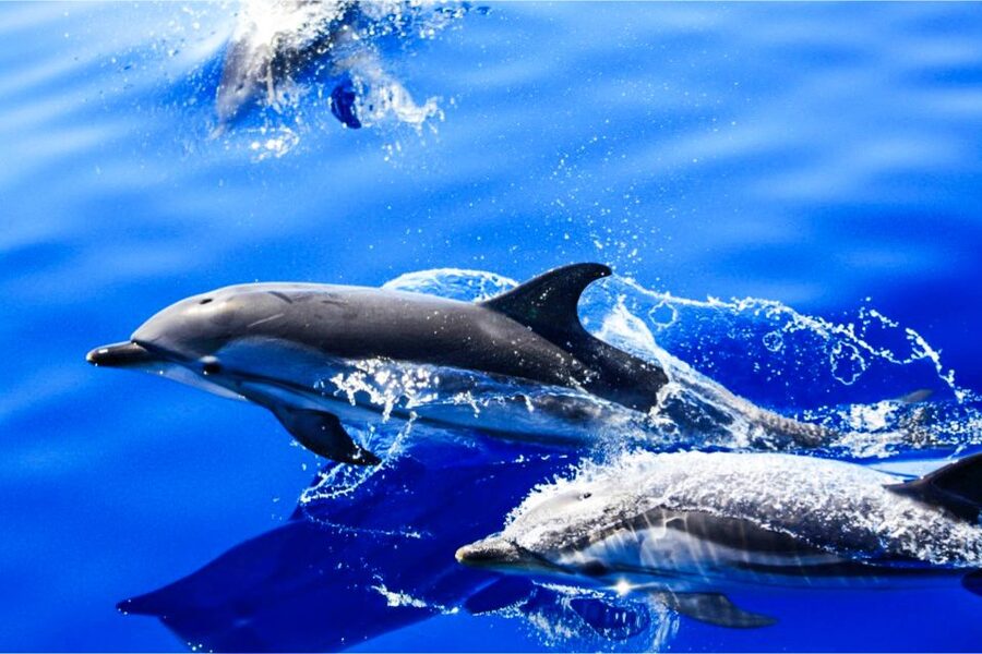 Puerto del Carmen: Dolphin-Watching Speedboat Tour with Swim - The panoramic ride along Lanzarote’s coast