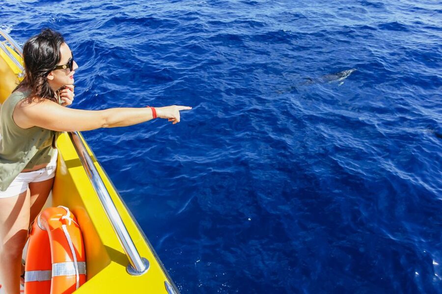 Puerto del Carmen: Dolphin-Watching Speedboat Tour with Swim - Guides, boats, and the little touches that matter