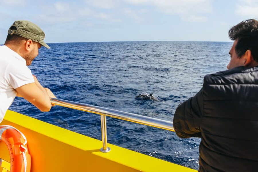 Puerto del Carmen: Dolphin-Watching Speedboat Tour with Swim - Price and value: what $41 buys you in real terms