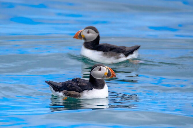 Puffin Watching Speedboat Express - Your kit: staying warm in waterproof overalls on a speedboat