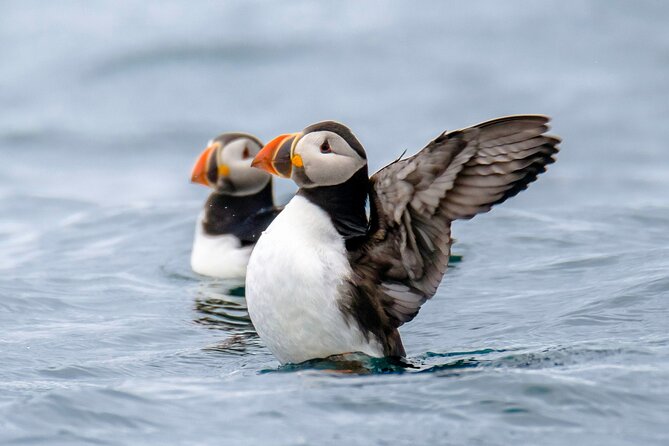 Puffin Watching Speedboat Express - Puffin watching up close: what engines off changes