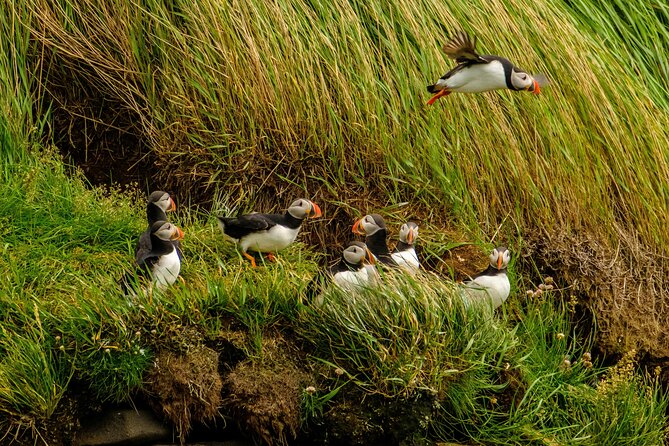Puffin Watching Speedboat Express - Price and value: $76 for one hour (and why that can make sense)
