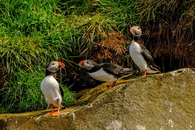 Puffin Watching Speedboat Express - Practical tips so your puffin spotting goes smoother