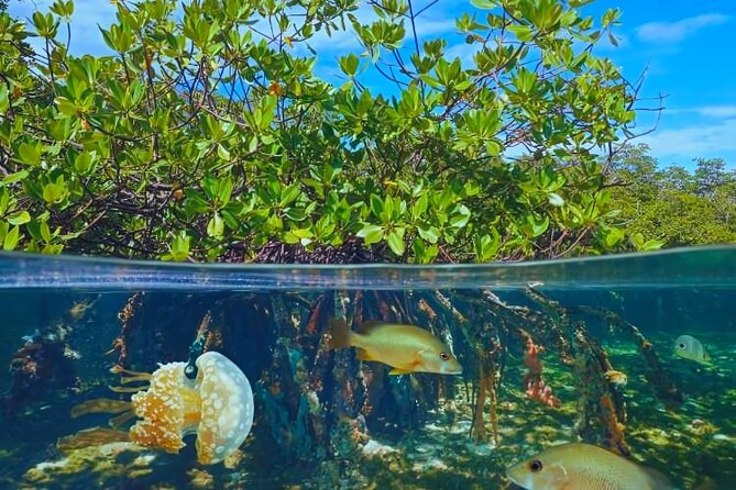 Punta Cana Speed Boat to Saona Island with Lunch & Natural Pools - Crew, Group Size, and Comfort on a 50-Person Tour