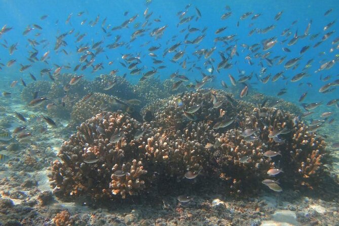 Punta Cana Speed Boat Tour and Snorkeling - Getting to the Dominican Coast Without the Hassle