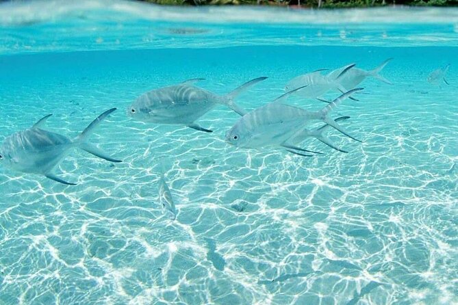 Punta Cana Speed Boat Tour and Snorkeling - Included Value: What You’re Actually Paying For