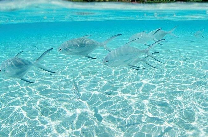 Punta Cana Speed Boat Tour and Snorkeling - Should You Book Punta Cana Speed Boat Tour and Snorkeling?