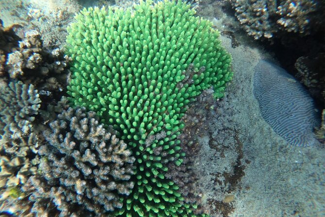 REAL snorkel &island hopping by SPEEDBOAT-EXPLORE CUISINES(MAX12) - Snorkeling reality check: coral, fish, visibility, and plastic
