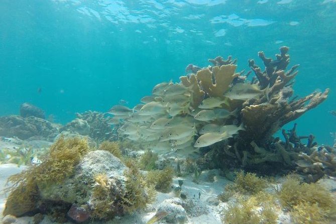 Reef Snorkeling & Jungle Speedboat Adventure with Mayan Ceremony - What to bring (and what to do to avoid day-one problems)