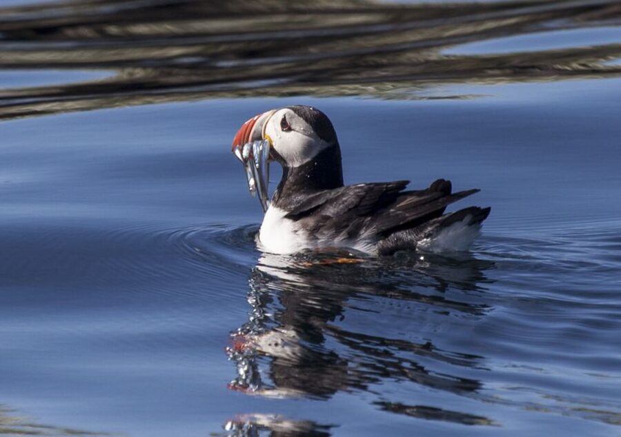 Reykjavik: Puffin Watching Tour by RIB Speedboat - Key Things I’d Prioritize