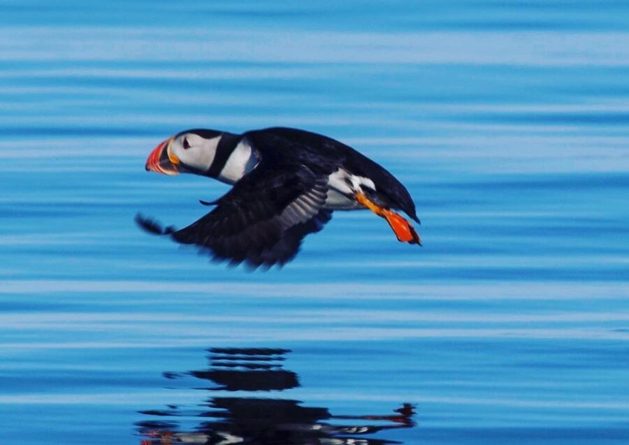 Reykjavik: Puffin Watching Tour by RIB Speedboat - Engine-Off Island Watching: how the crew turns a ride into real viewing