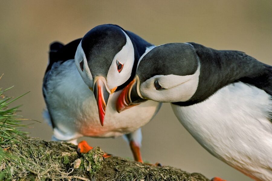 Reykjavik: Puffin Watching Tour by RIB Speedboat - Who This Tour Suits Best in Reykjavik