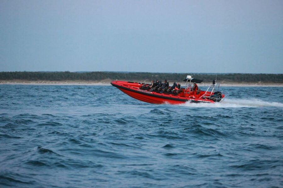 Reykjavik: Whale Watching by RIB Speedboat - Wildlife sightings: what you can realistically hope to see