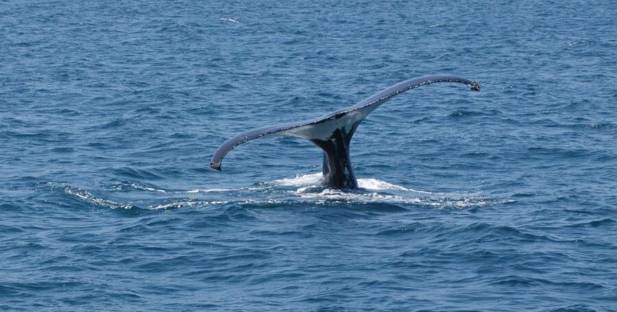 Reykjavik: Whale Watching by RIB Speedboat - Gear and comfort: how not to let the wind ruin your day