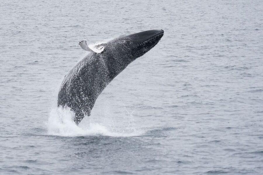 Reykjavik: Whale Watching by RIB Speedboat - The ride: small boat thrills and what bumpy really means