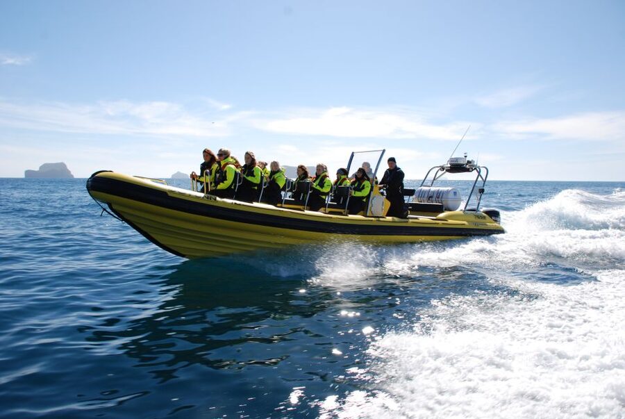 Reykjavik: Whale Watching by RIB Speedboat - Safety first: how captains and guides keep it fun