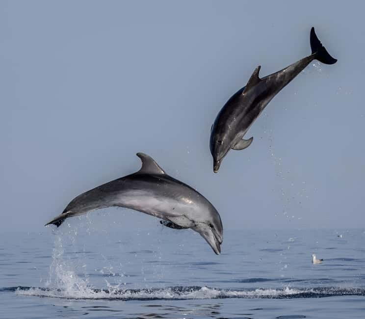 Rovinj: Dolphin Watching Sunset Speedboat Tour with Drinks - Sunset Speedboat Timing: How This 1.5-Hour Tour Plays Out