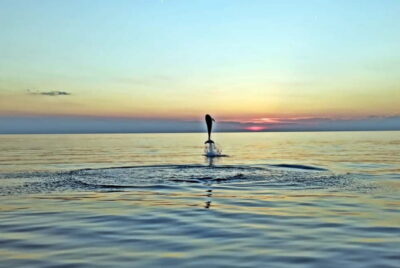 Rovinj: Dolphin Watching Sunset Speedboat Tour with Drinks - The 90-minute flow: sightseeing, speed, then a “secret stop” at sunset