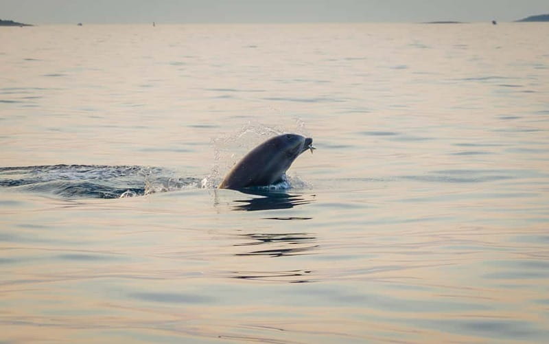 Rovinj: Dolphin Watching Sunset Speedboat Tour with Drinks - The Dolphin-Spotting Approach: Respect First, Then the Fun