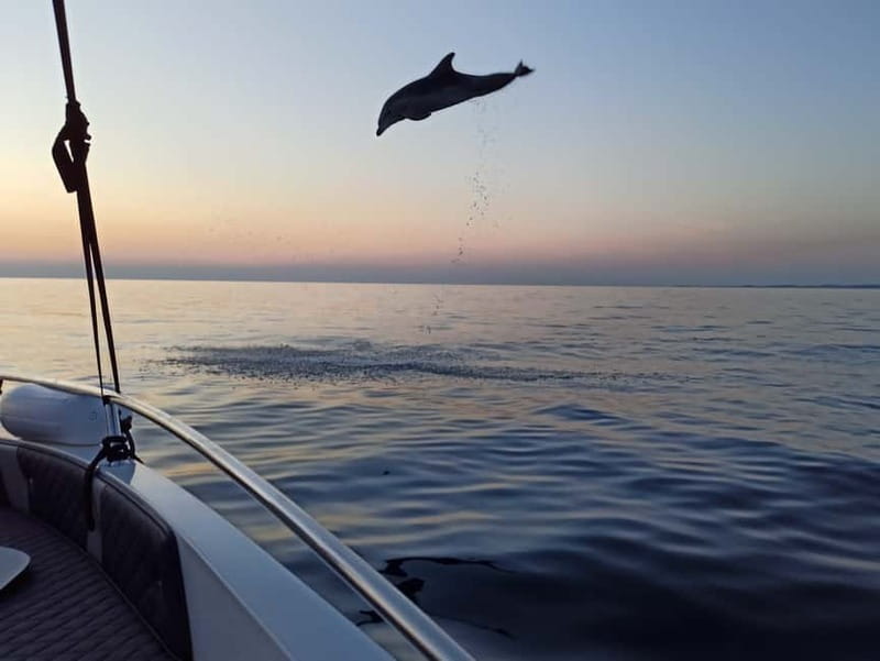 Rovinj: Dolphin Watching Sunset Speedboat Tour with Drinks - Stop-by-Stop: What Happens During Each Phase
