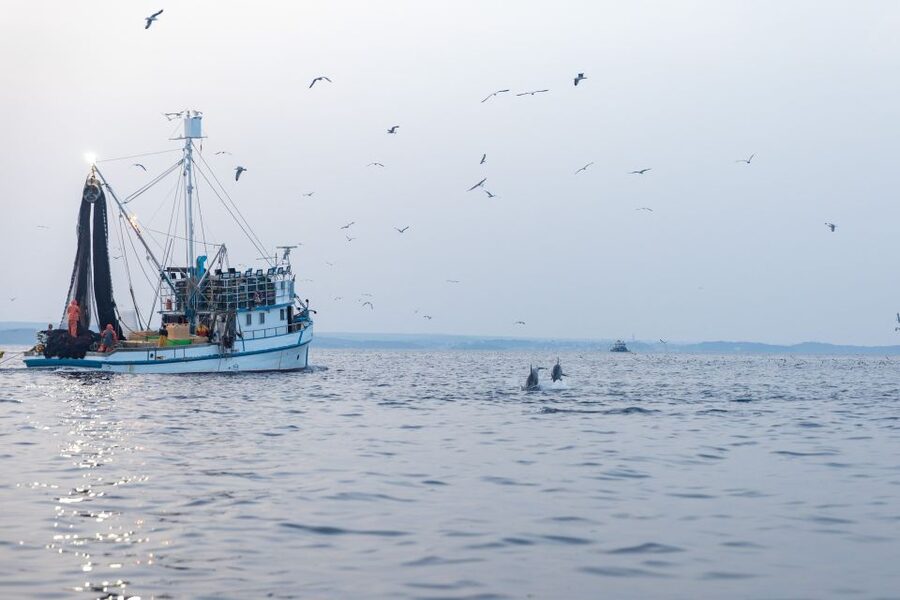 Rovinj: Sunrise Dolphins & Fishermen at Work Speedboat Tour - What’s included, what’s missing, and what to pack