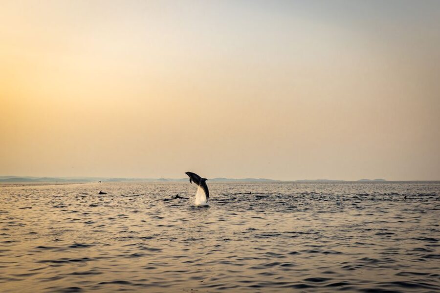 Rovinj: Sunrise Dolphins & Fishermen at Work Speedboat Tour - The return: Rovinj old town looks best from water