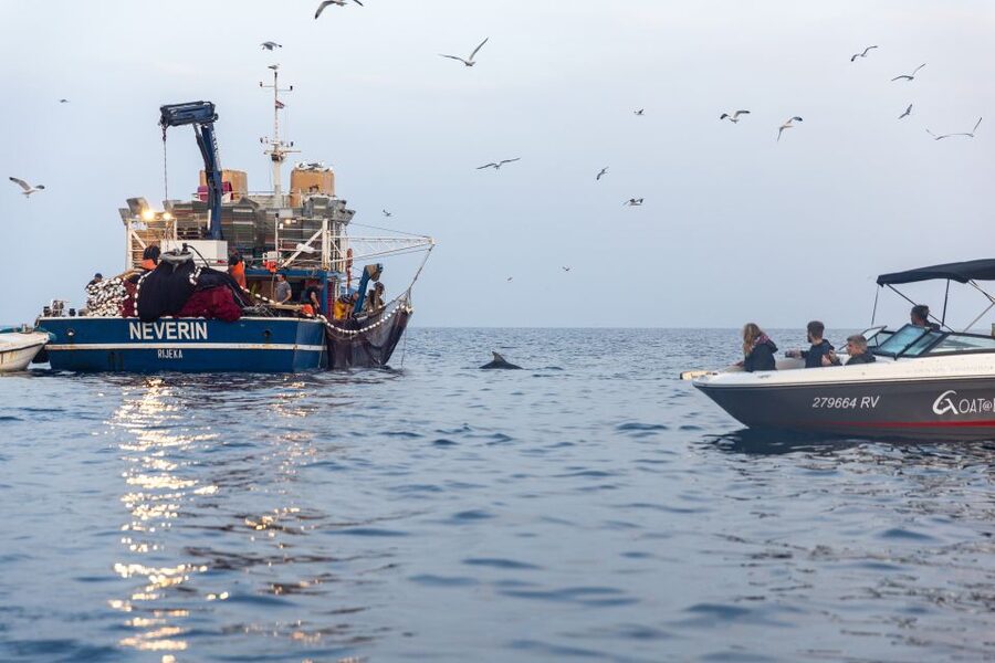 Rovinj: Sunrise Dolphins & Fishermen at Work Speedboat Tour - Guides, language, and what to expect from the talk