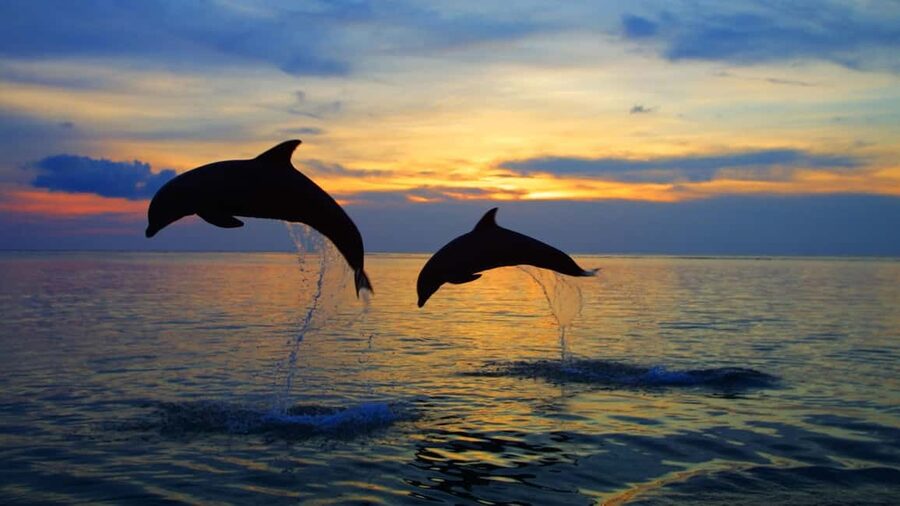Rovinj: Sunset Speedboat Tour with Dolphin Watching - Getting There: Villas Rubin and the 300m Walk to the Pier