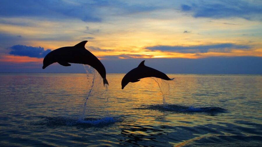 Rovinj: Sunset Speedboat Tour with Dolphin Watching - Should You Book This Rovinj Sunset Dolphin Tour?