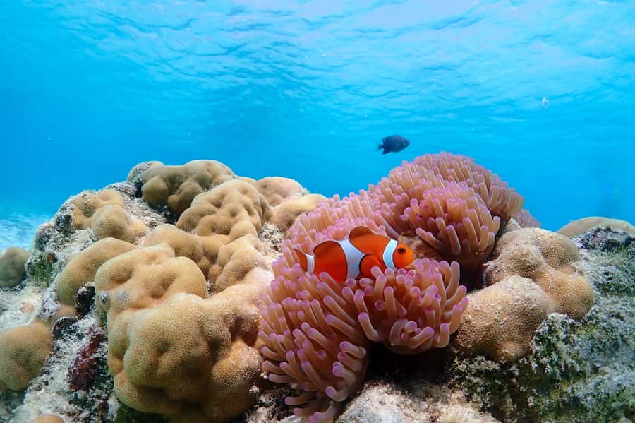 Samaesarn : Finding Nemo Snorkeling Tour Private speedboat - Koh Chuen snorkeling stop: the first moment of clear-water magic
