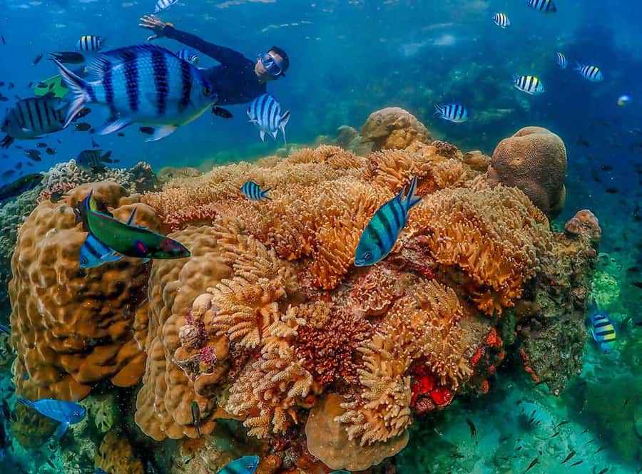 Samaesarn : Finding Nemo Snorkeling Tour Private speedboat - Koh Rong and Koh Rong Nang: how the captain builds your reef time