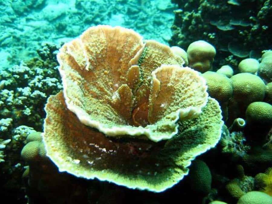 Samui: Angthong National Marine Park Day Trip by Speedboat - Kayaking Around the Emerald Lagoon: A Slower Pace on Fast Water