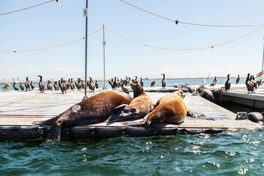 San Diego: Drive Your Own Speed Boat 2-Hour Tour - Guides and group size: what I’d look for in the moment