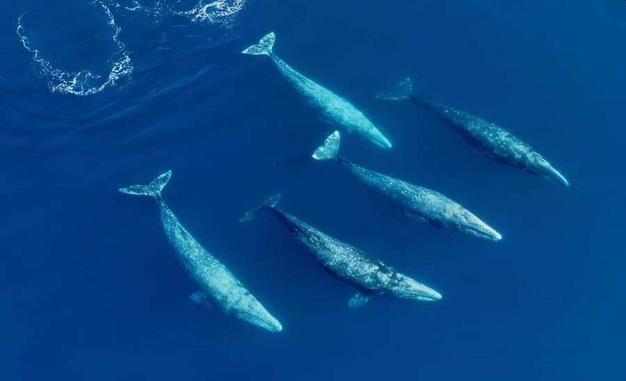 San Diego: Whale and Dolphin Watching Speedboat Tour - Key Things I’d Plan Around