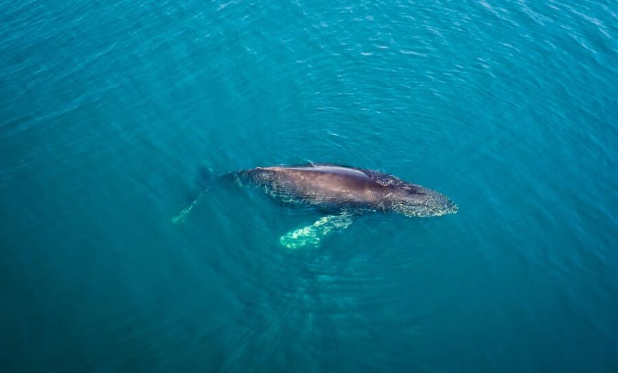 San Diego: Whale and Dolphin Watching Speedboat Tour - Who Should Book This Speedboat Tour
