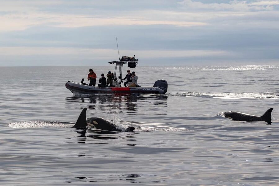 San Diego: Whale and Dolphin Watching Speedboat Tour - Why a Zodiac RIB Speedboat Beats Big-Boat Whale Watching