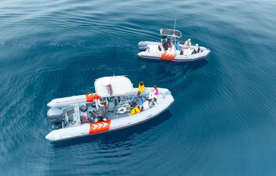 San Diego: Whale and Dolphin Watching Speedboat Tour - Dolphins Year-Round, Plus the Orca Bonus