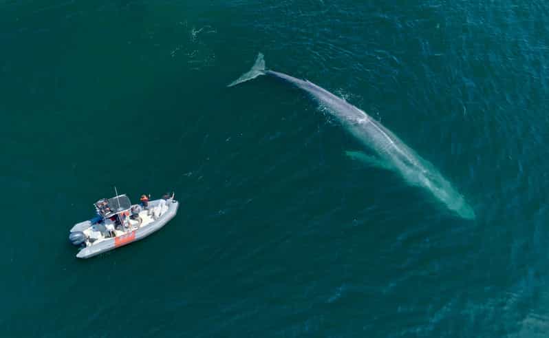 San Diego: Whale and Dolphin Watching Speedboat Tour - What the 3 Hours Actually Looks Like on the Water
