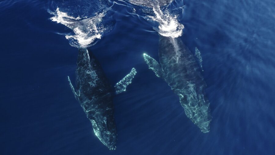 San Diego: Whale and Dolphin Watching Speedboat Tour - Seaforth Marina Start: Where to Meet and What to Prep