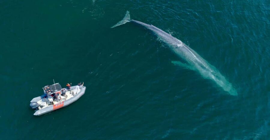 San Diego: Whale and Dolphin Watching Speedboat Tour - The Expert Crew and How Commentary Changes the Sightings