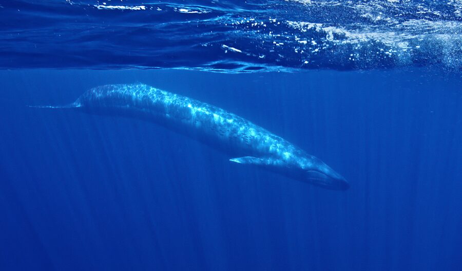San Diego: Whale and Dolphin Watching Speedboat Tour - Safety and Comfort: Who This Fits Best