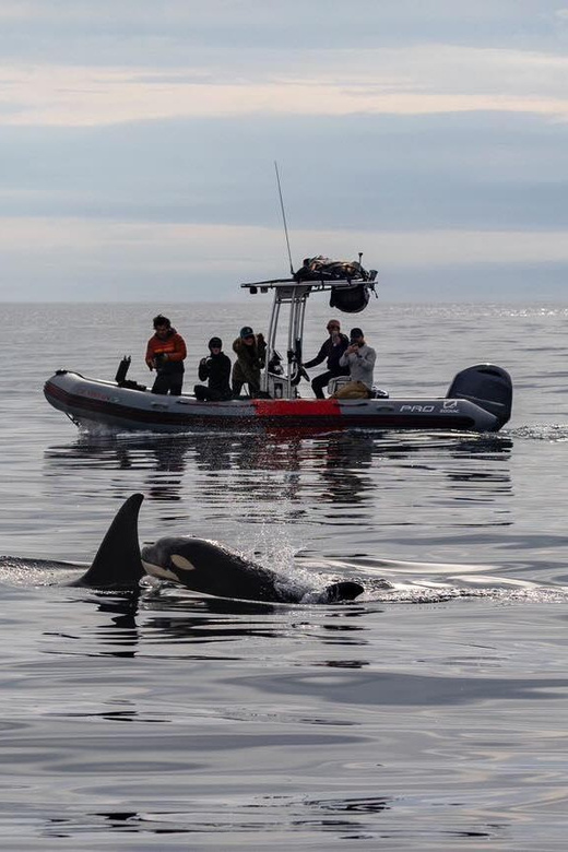 San Diego: Whale and Dolphin Watching Speedboat Tour - Price and Value: Is $188 Worth It?