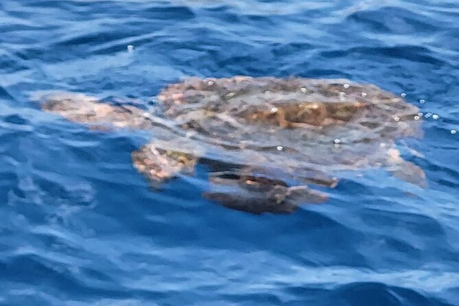 SEA SAFARI Dolphins, Whales, 3h speedboat DISCOVERY-TOUR - Who This Tour Is Best For (and Who Might Want a Different Style)