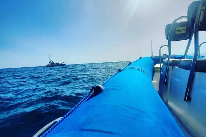 SEA SAFARI, Dolphins, Whales, snorkeling, snack and drink, 2 h speedboat - Meeting at Av. de Colón (and Getting Started Quickly)