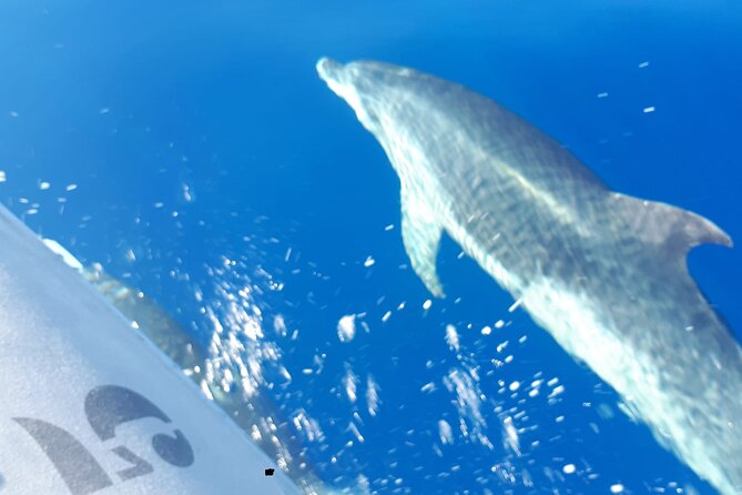SEA SAFARI, Dolphins, Whales, snorkeling, snack and drink, 2 h speedboat - Why the Max 11 Travelers Matter for Your Spotting Chances