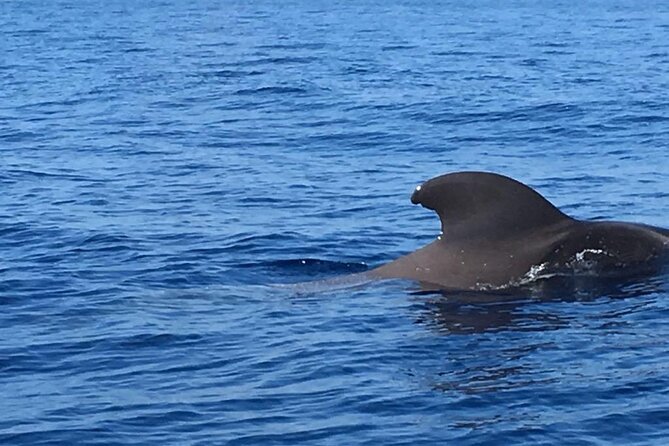SEA SAFARI, Dolphins, Whales, snorkeling, snack and drink, 2 h speedboat - What You’re Really Looking For: Dolphins, Whales, and More