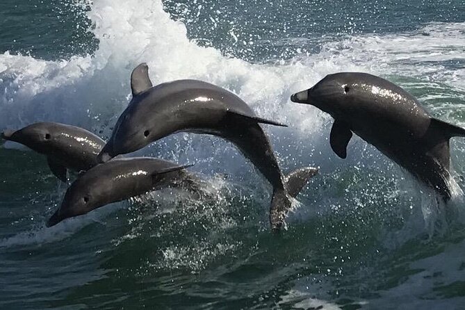 Sea Screamer Clearwater's Only Speed Boat Dolphin Watching - How the hour unfolds across Clearwater Harbor and the Gulf