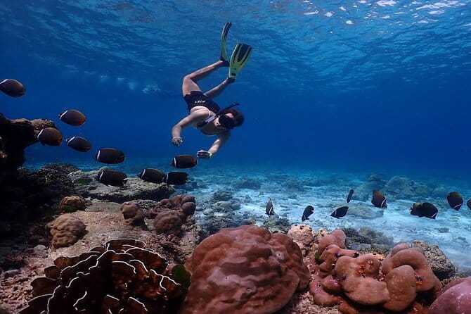 Similan Islands Day Trip from Phuket by Speedboat - Key things to know before you go