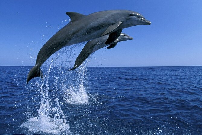 Snorkel with Dolphins, Lunch on Benitiers island, Speedboat - Ile aux Benitiers: BBQ Lunch, White Sand, and Lagoon Snorkeling